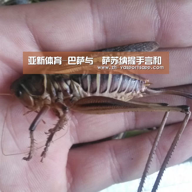 亚新体育-巴萨与奧萨苏纳握手言和(图4) 亚新体育